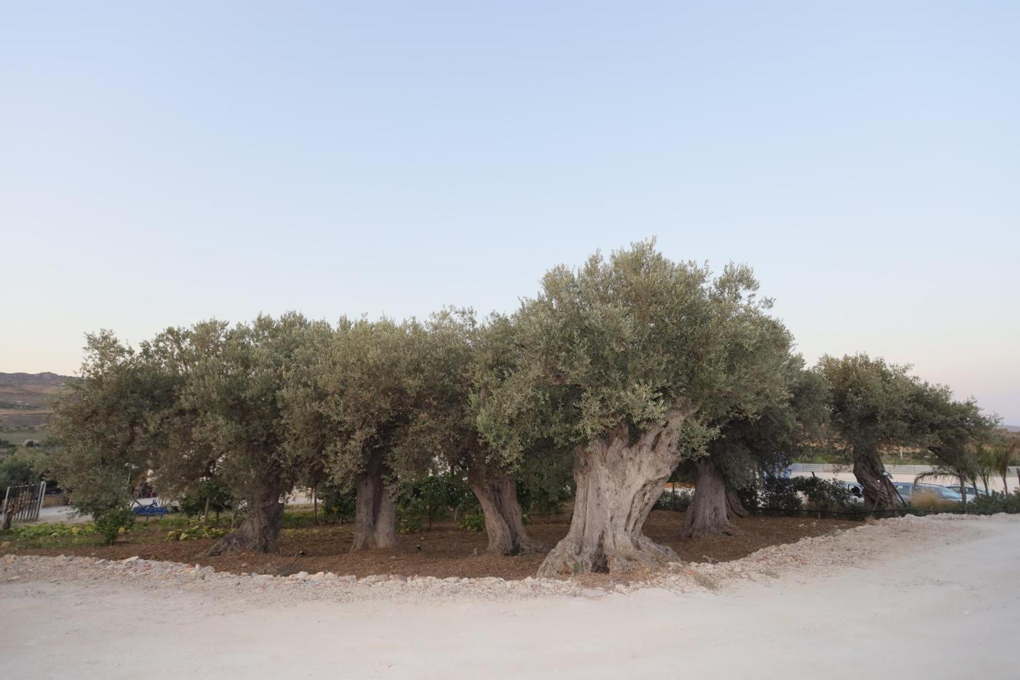 Hotel Relais Dea Degli Ulivi Agrigento Exteriér fotografie